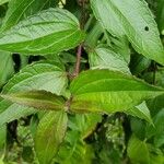 Heterocondylus vitalbae Hoja