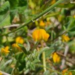 Anthyllis circinnata 花