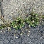 Cardamine hirsutaFlower