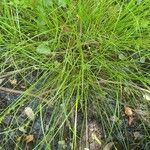 Carex remota 整株植物