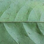 Trichilia prieuriana Feuille