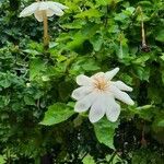 Gardenia thunbergia Flor