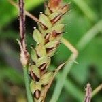 Carex panicea Fruitua