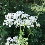 Heracleum sphondyliumFlower