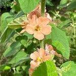 Sphaeralcea bonariensis Flower