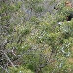 Juniperus californica Celota