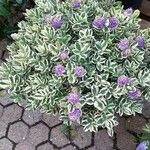 Veronica × franciscana Flower