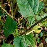 Scrophularia nodosa Leaf