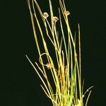 Juncus ensifolius Hábito