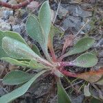 Limonium duriusculum Liść