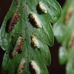 Asplenium erectum Blad