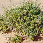 Nucularia perrinii Hábito