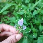 Echium plantagineumFloro