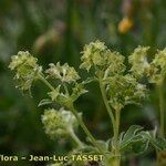 Alchemilla alpigena Квітка