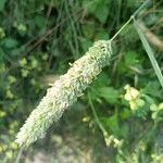 Phalaris aquatica Fiore