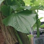 Dioscorea bulbifera Leaf