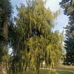 Cupressus pendula Blatt