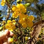 Ochna pulchra Flower