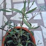 Ruellia simplex Листок