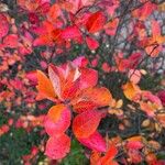 Cotoneaster acutifolius Yaprak