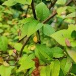 Abelia schumannii Leaf