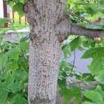 Liriodendron chinense Bark