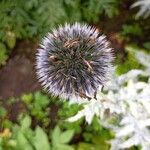 Echinops bannaticusFlors