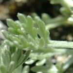 Artemisia glacialis Drugo