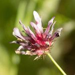 Trifolium willdenovii Bloem