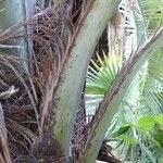 Butia capitata Leaf