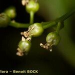 Bosea yervamora Fruit