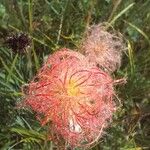 Geum montanumFruit