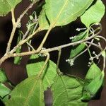 Hasseltia guatemalensis Hoja