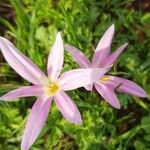 Colchicum stevenii Flower