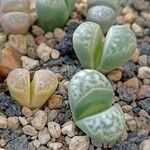 Lithops helmutii Foglia