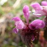 Lamium purpureumΛουλούδι