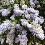 Ceanothus arboreus ফুল