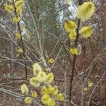 Salix myrsinifolia Flower
