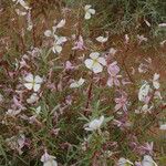 Oenothera pallida Blomma
