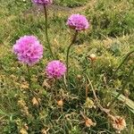 Armeria alpina Other