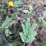 Acacia farnesiana برگ