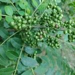 Zanthoxylum rhoifolium 果實