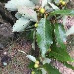 Quercus montana Hoja