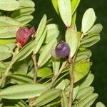 Cavendishia capitulata Frukt