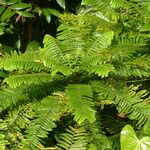 Phyllanthus mimosoides Diğer