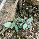 Holosteum umbellatum Leaf