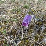 Pulsatilla vulgaris Blüte