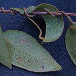 Hypserpa mackeei Leaf
