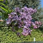 Syringa vulgarisFiore