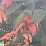 Erythrina crista-galli Vili